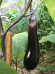IMG_0979.JPG